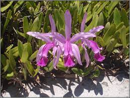 Cattleya Intermedia