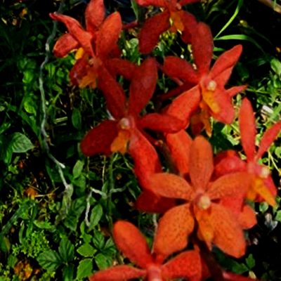 Renanthera Monachica X Ascocentrum Curvifolium