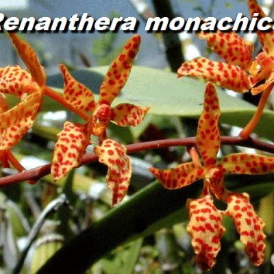 Renanthera Monachica