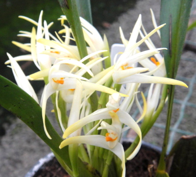 Maxillaria Ochroleuca
