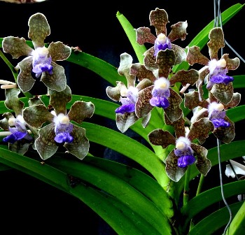 Vanda Tessellata X Sib Sp