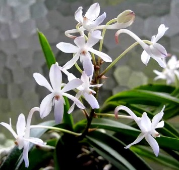 Vandachostylis Lou Sneary Alba