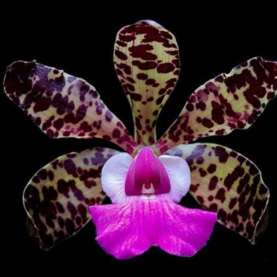 Cattleya Aclandiae Tipo Oxente