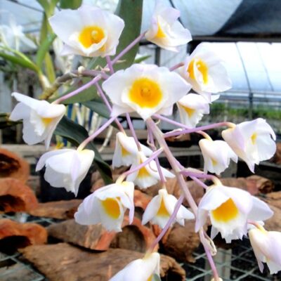 Dendrobium Bronckartii