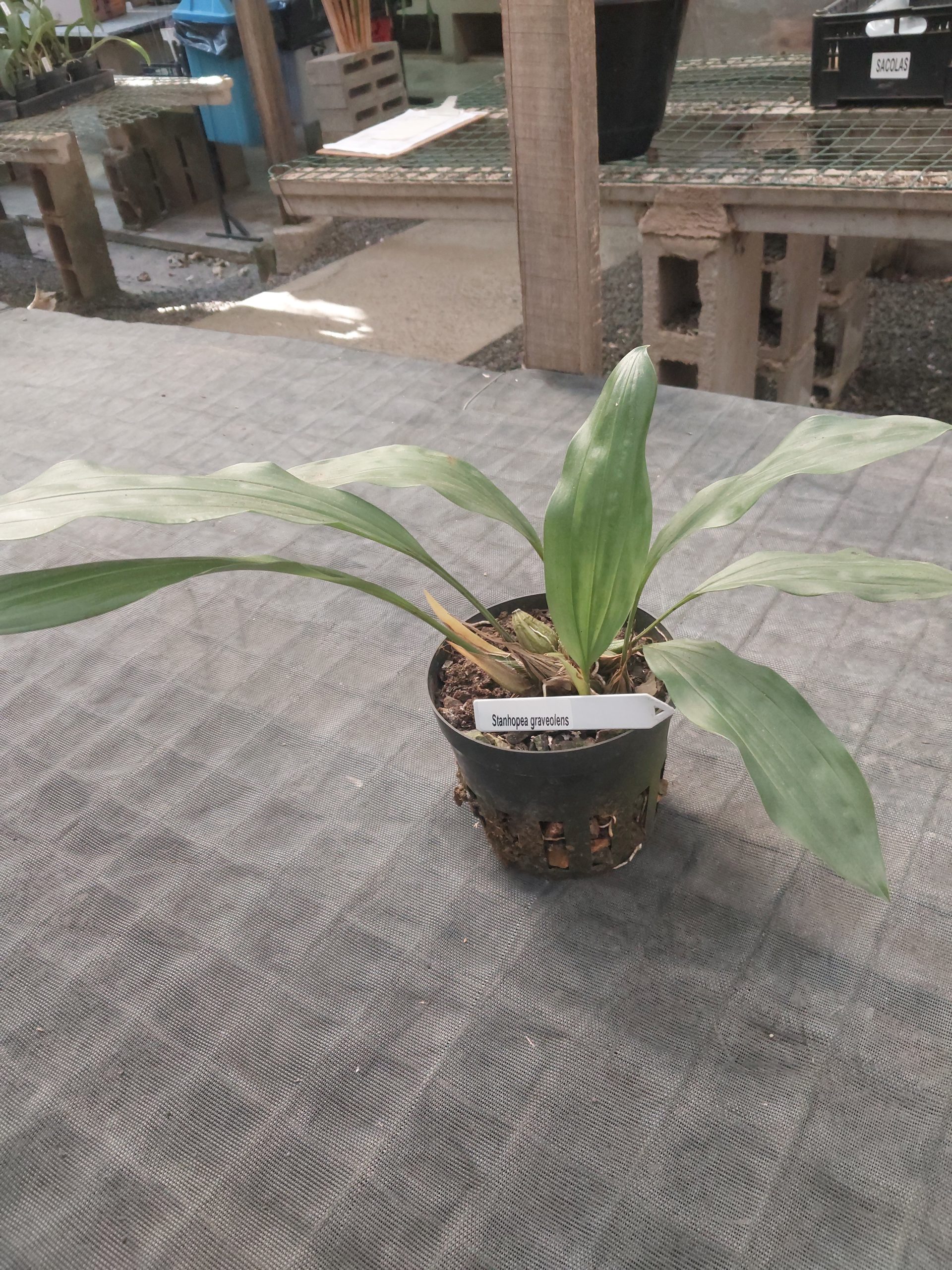 オハナ様オーダー(ys) Stanhopea-graveolens-scaled.jpg
