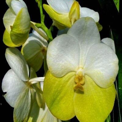 Vanda Renu Gold X V. Nopporn Gold, Nº 234 – Com Haste Floral (promoção)