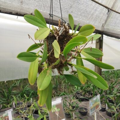 Bulbophyllum Micholitzii (touceira)