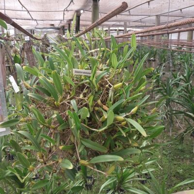 Bulbophyllum Odoratissimum (touceira)