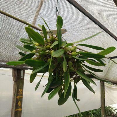 Bulbophyllum Tremulum (touceira)