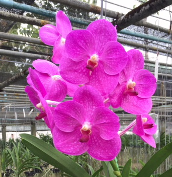 Vanda Siriporn Pink, Nº 2