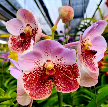 Vanda Taveesuksa X Somsri Pink