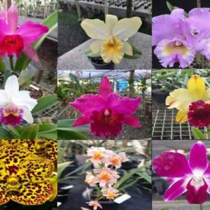 A03/A - Super Pacotão de 29 orquídeas selecionadas - 15 Cattleyas especiais + 10 mudas jovens de Cattleyas de cores diferentes + 1 Vanda + 2 mudas de Vandas + 1 Dendrobiun de Brinde