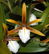 Dinema Polybulbon