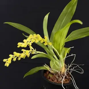 Gomesa Recurva