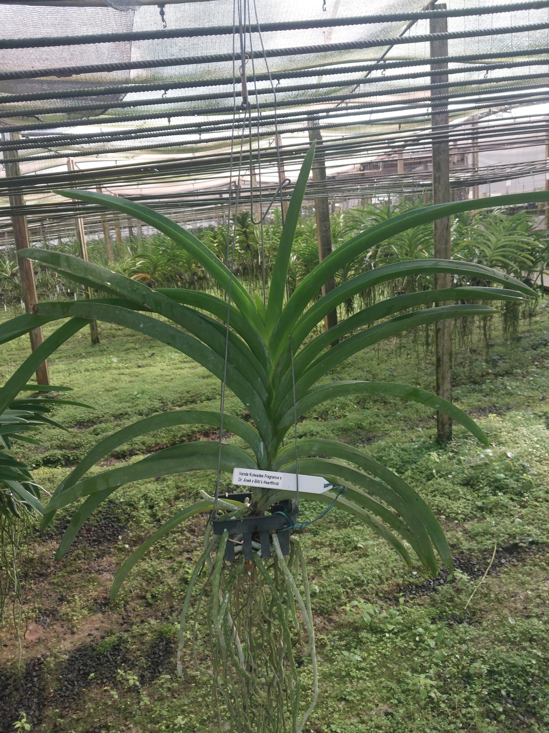 Vanda-Kulwadee-Fragrance-x-Dr.