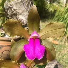 Cattleya Bicolor Bronze X Self