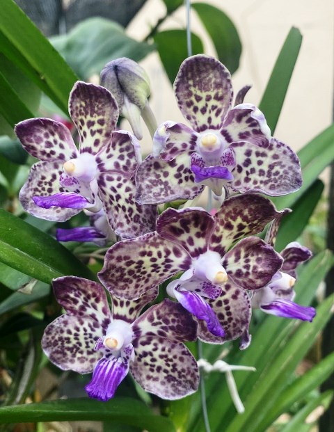 Vanda-Kyrah-Green-1.jpg