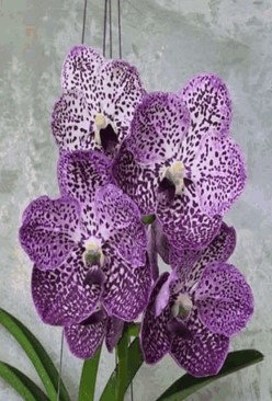 Vanda Tang Tang Diamond Spot New