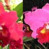 Blc. Memoria Crispim Rosales x Lc. Lisa Ann