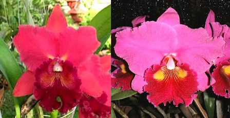 Blc. Memoria Crispim Rosales x Lc. Lisa Ann