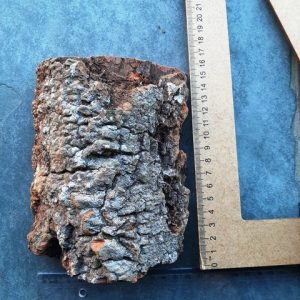 Casca de peroba de 10 cm largura x 15 cm comprimento aproximadamente