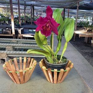 Cachepot de madeira de mesa pequeno