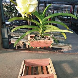 Cachepot de madeira de canoa pequena