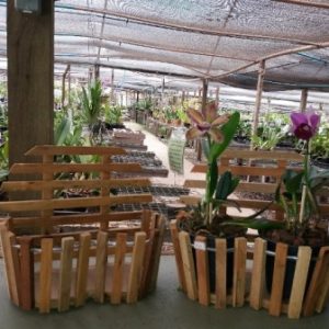 Cachepot de madeira duplo (24 cm de boca) - parede