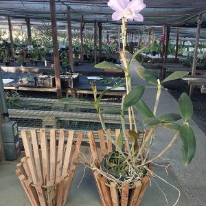 Cachepot de madeira de parede grande