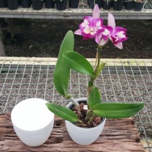 Cachepot plástico branco