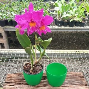 Cachepot plástico verde