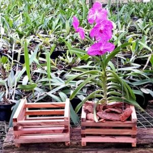 Cestinha de madeira (18 cm x 18 cm) medidas internas