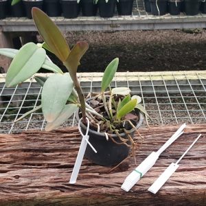 Etiqueta de identificação branca com lacre - 10 unidades