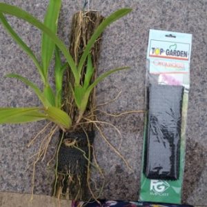 Fixador para orquídeas