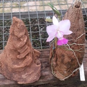 Nó de pinheiro cortado