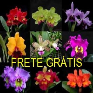 A01 - Pacotão de 30 melhores Cattleyas - FRETE GRÁTIS