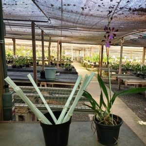 Estaca de fibra de vidro (20 unidades)