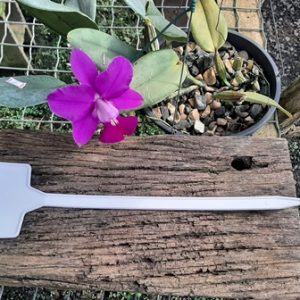 Etiqueta de identificação branca quadrada grande (38cm)-10 unidades