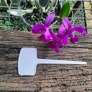 Etiqueta de identificação branca quadrada pequena (15cm)-10 unidades