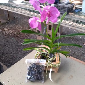 Porta adubo de liberação lenta com 10 unid.