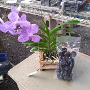 Porta adubo de liberação lenta com 20 unid.