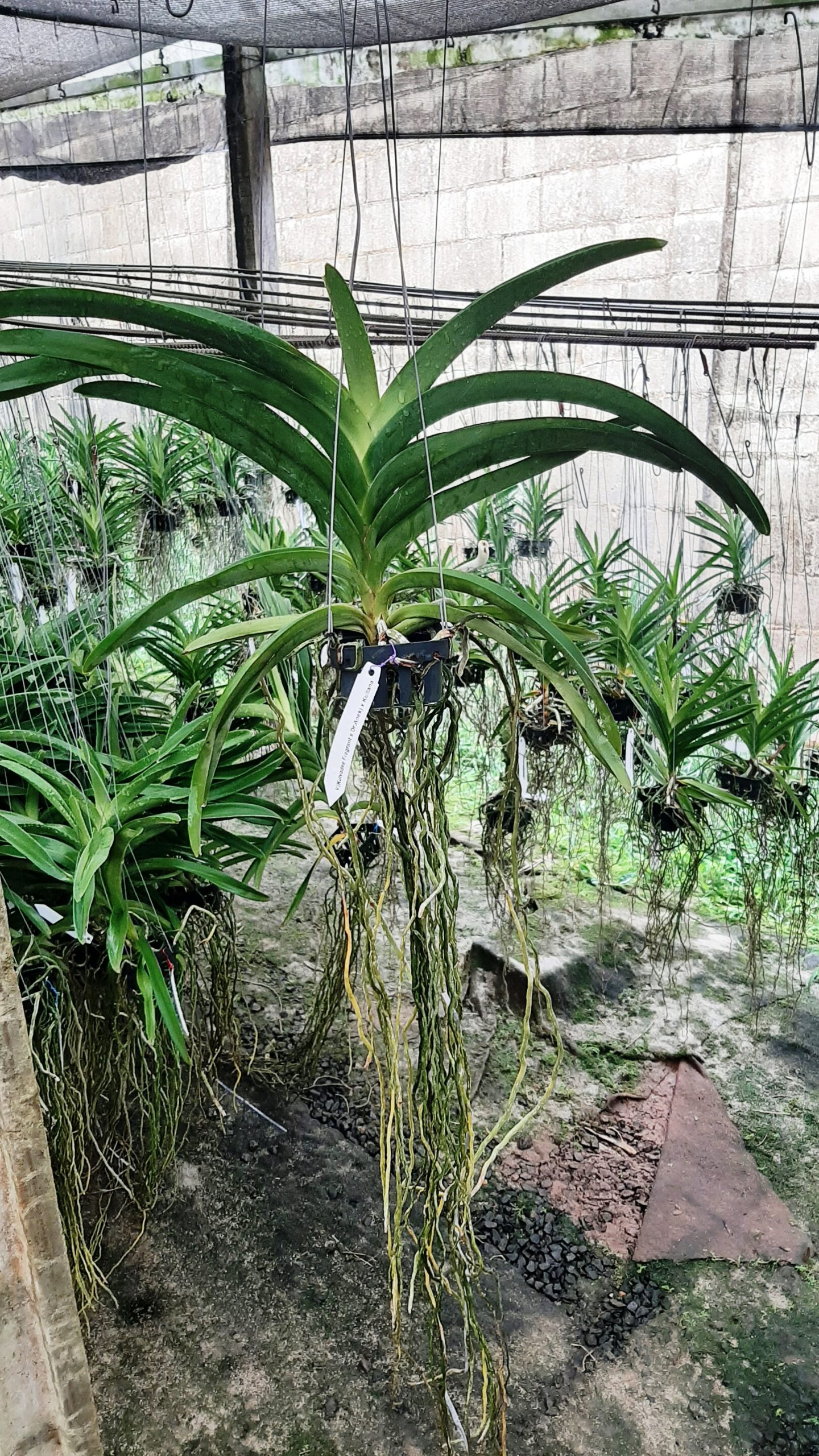 Vanda-Kulwadee-Fragrance-x-Dr.