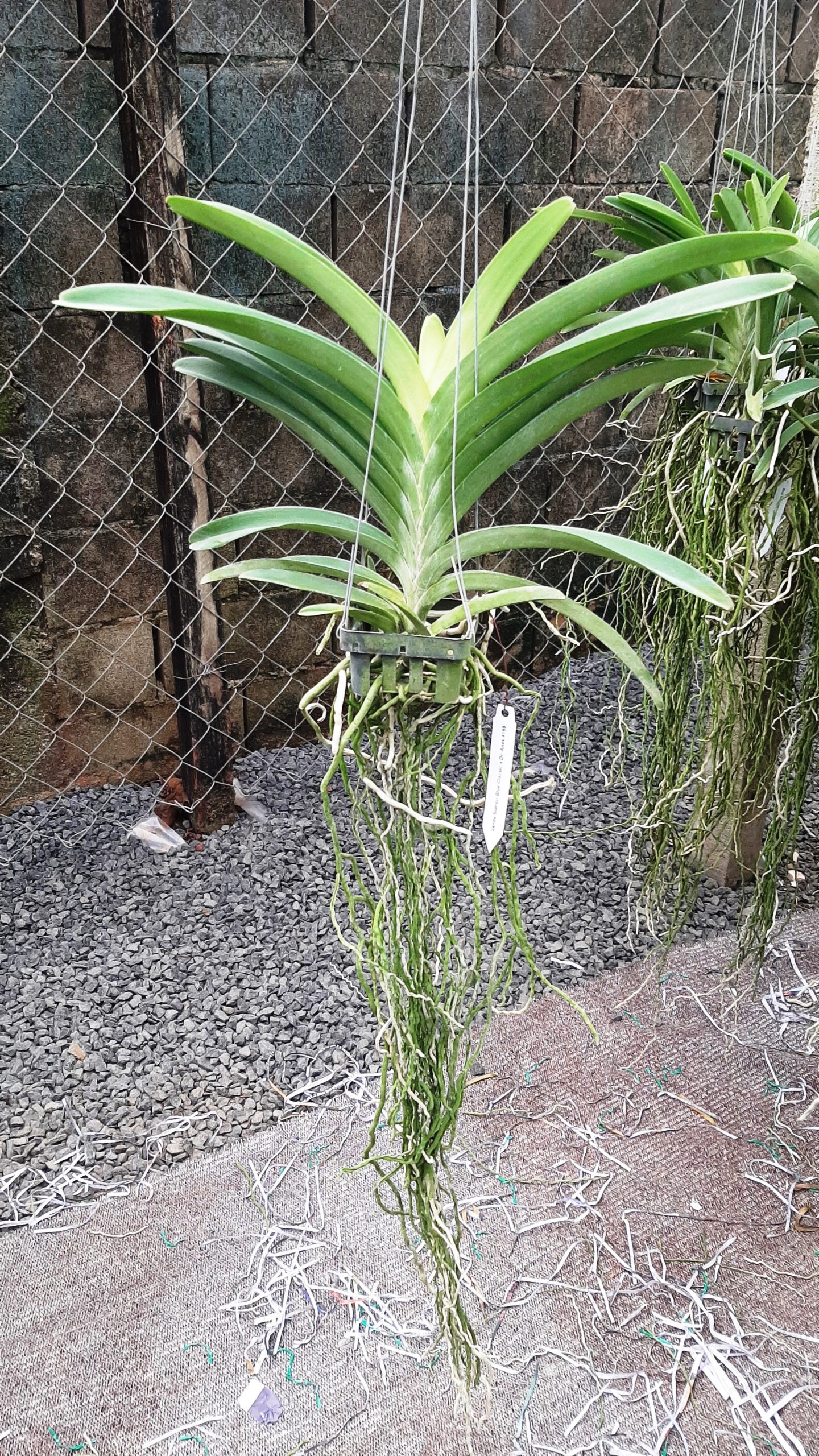 Vanda-Somsri-Blue-Classic-x-Dr
