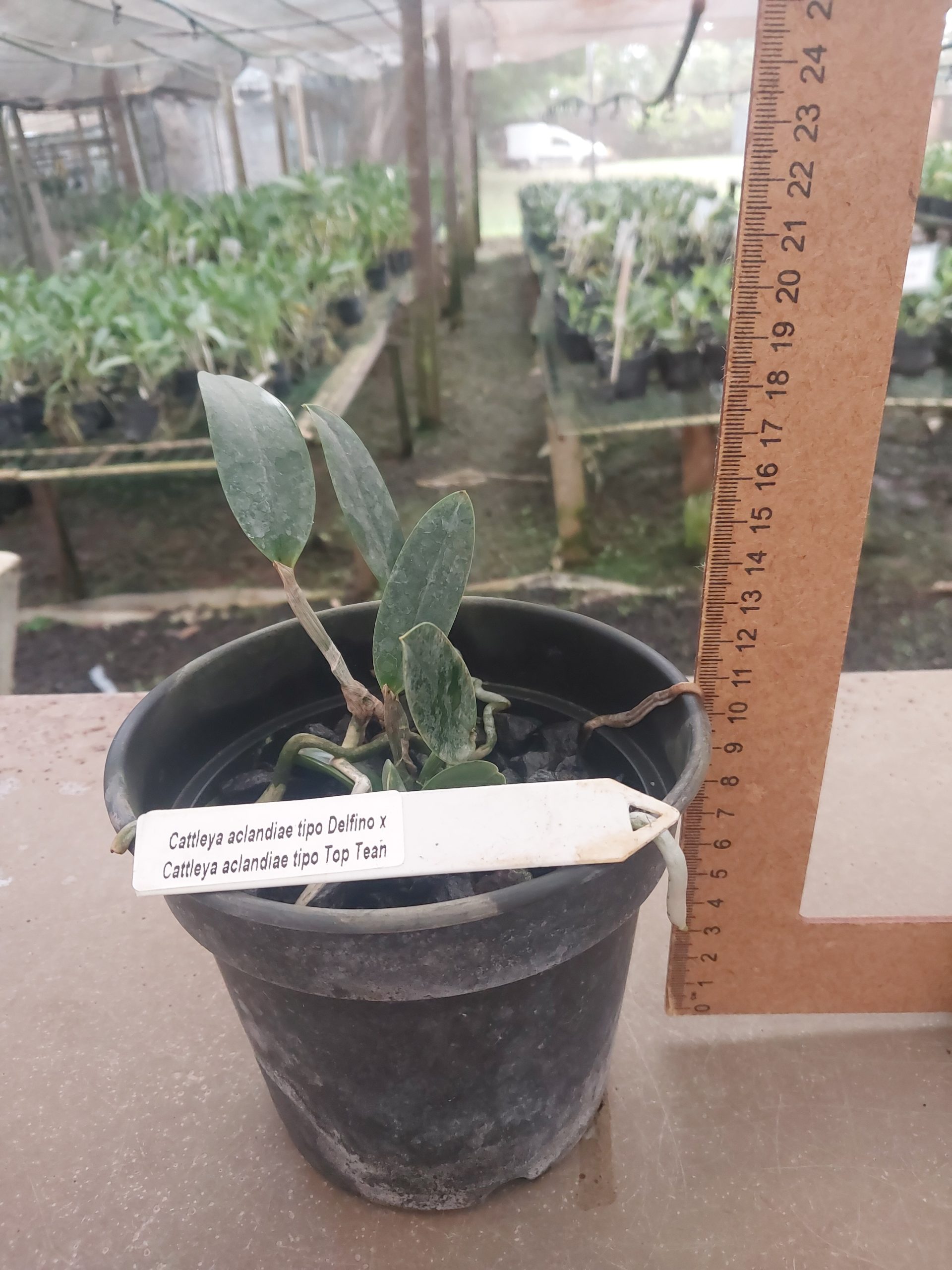 Cattleya-aclandiae-tipo-
