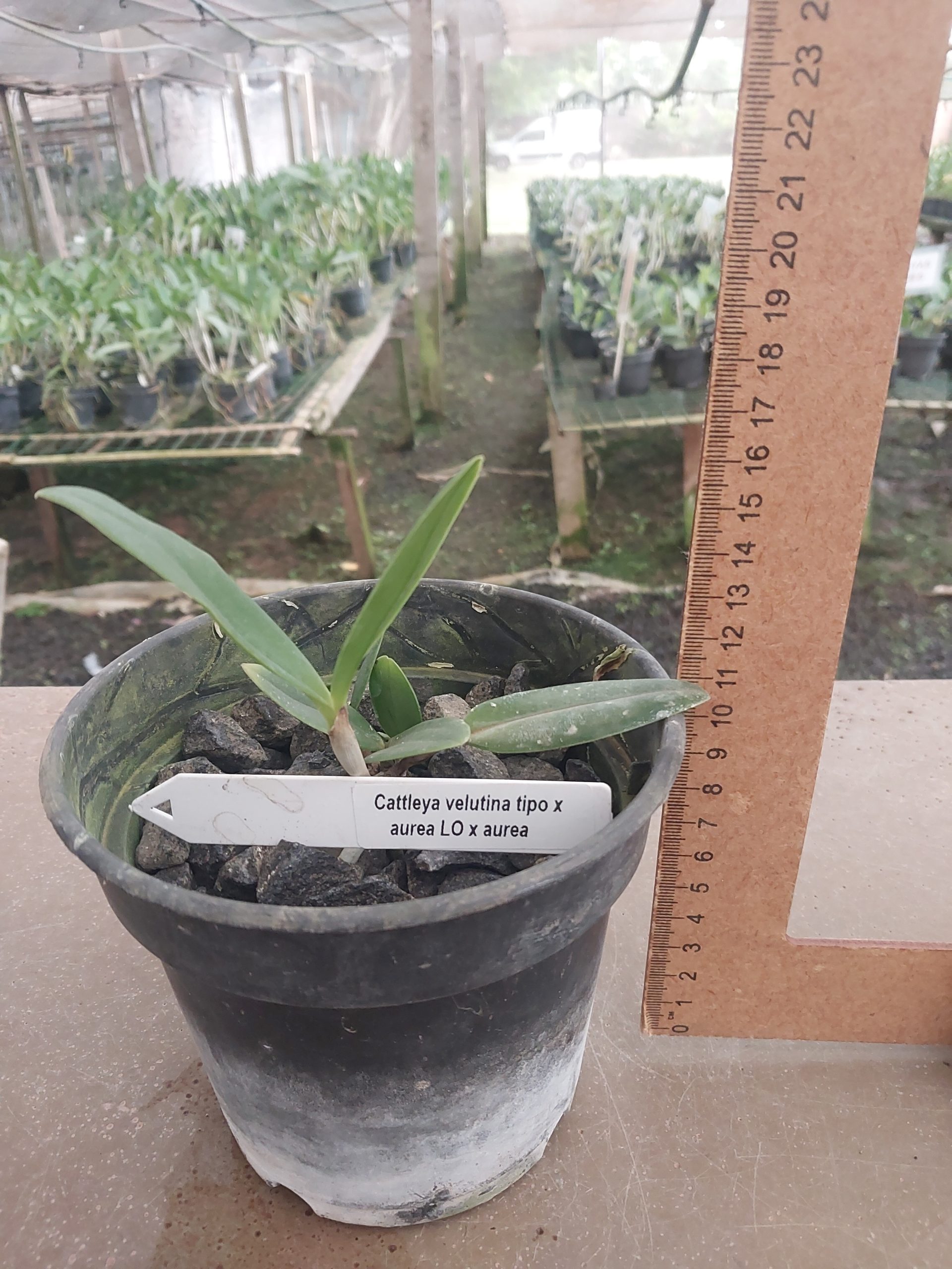Cattleya-velutina-tipo-x-aurea