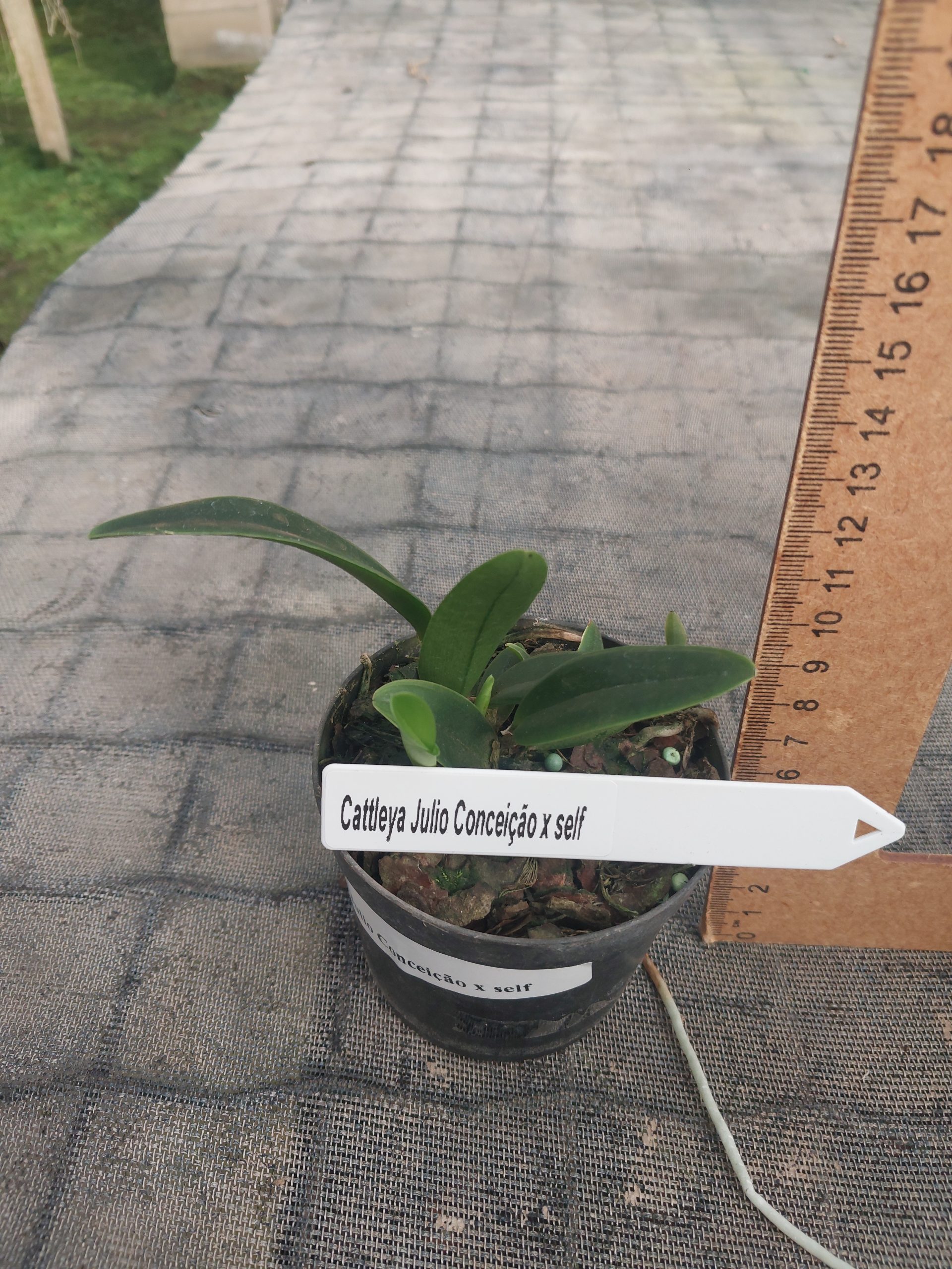 Cattleya-Julio-Conceicao-x-