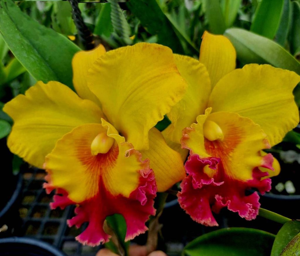 Rlc. Atardecer Palmareño `Thongsuk Delight # 1´