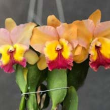 Rlc. Sian Skyline `Coffee Prince´
