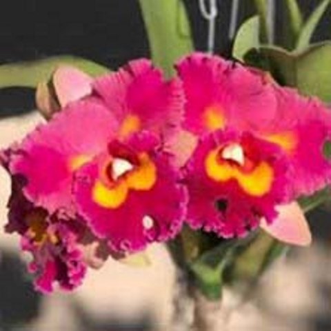 Rlc. Golden Flare `Winter Rainbow´