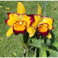 Rlc. Linkim Love `Chester´
